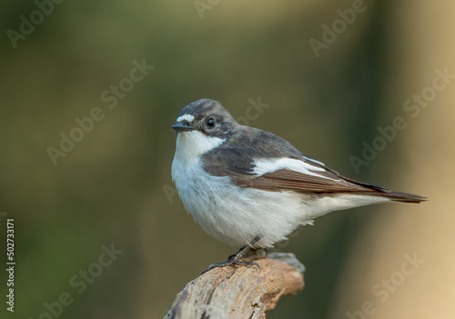 Male Pied flycatcher perched in perfect background