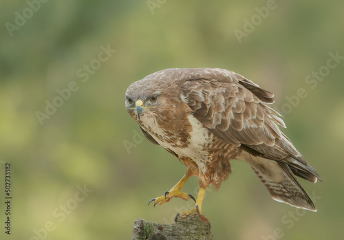 Buzzard perched with one foot up