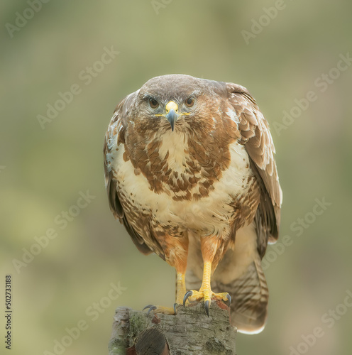 Buzzard looking straight into the lens