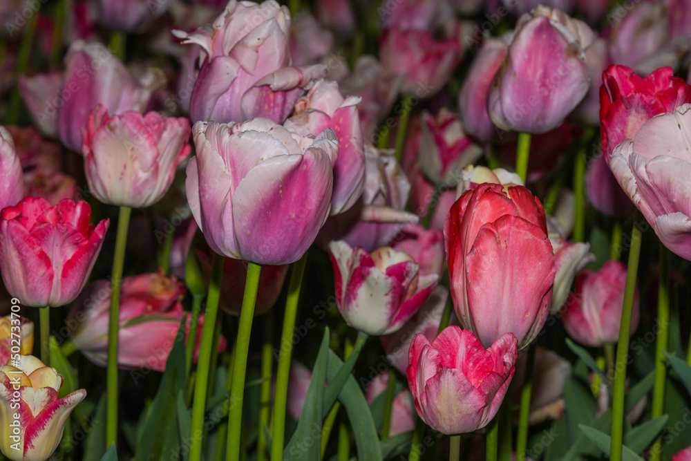 Obraz premium Tulips (Tulipa sp., family: Liliaceae).