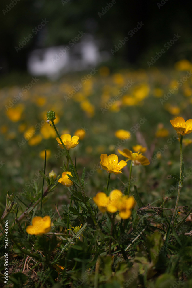 Fototapeta premium yellow flowers in the meadow