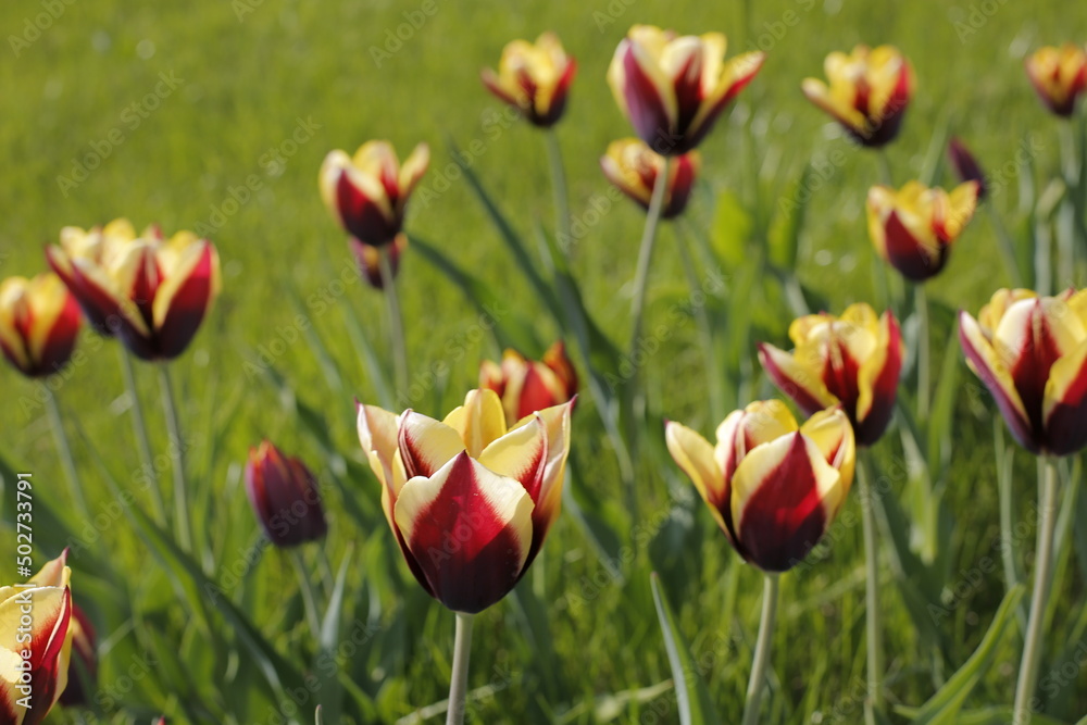 Tulips on garden Green Day sun Florist valentine springtime background