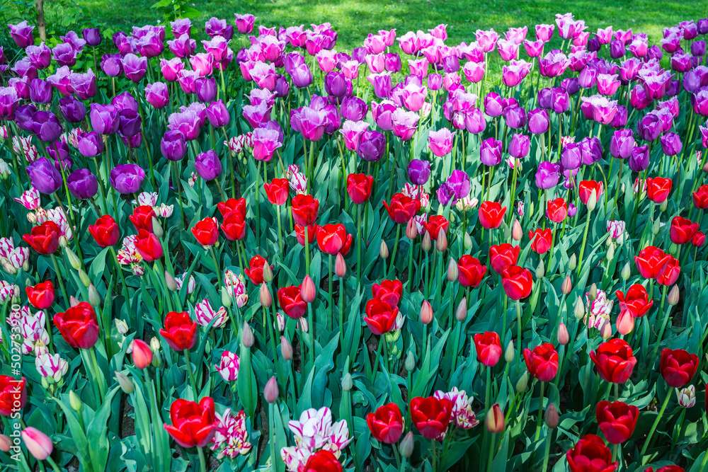 Flower bed with tulips in a garden