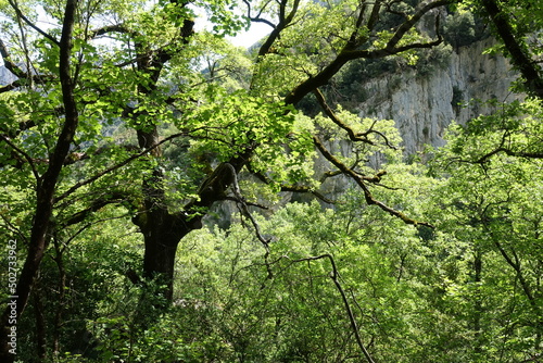 Wald in der Verdonschlucht