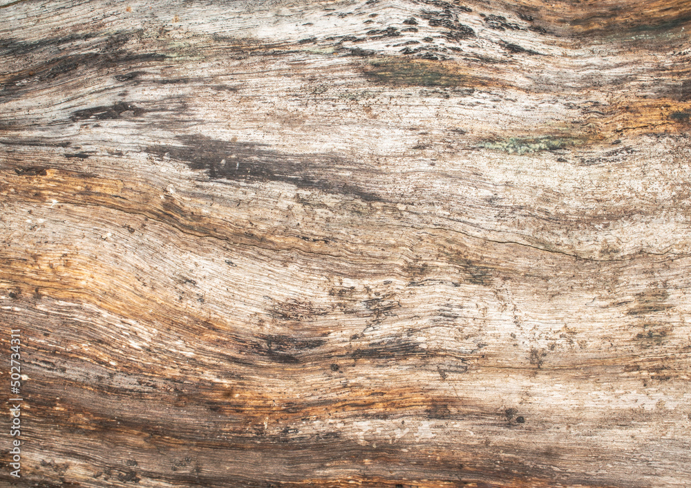 wood surface texture background, abstract texture background wood surface texture background, abstract texture background