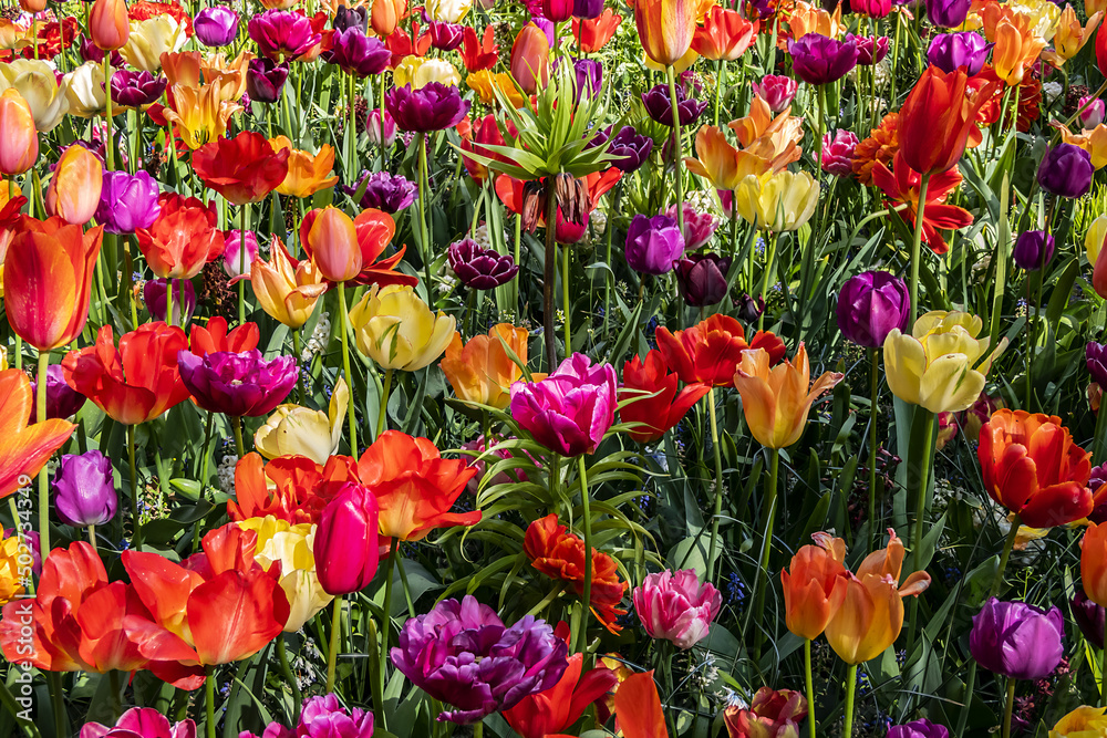 Blooming tulips flowerbed in Keukenhof flower garden. Keukenhof is the