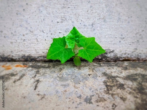 Coccinia grandis growing on concrete