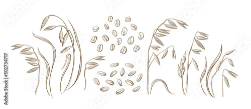 Oat plant. Sketch set. Hand draw seeds, flakes