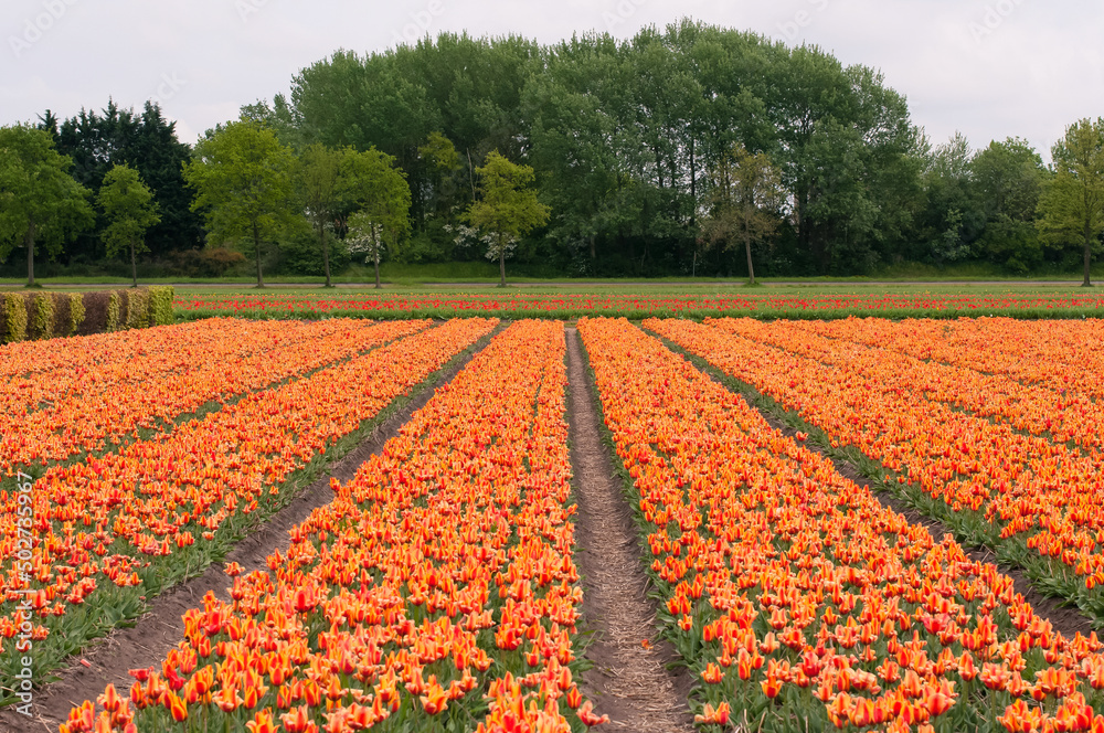 Field of bright orange tulips flowers with selective focus. Spring or summer concept. Spring background. Greeting festive card
