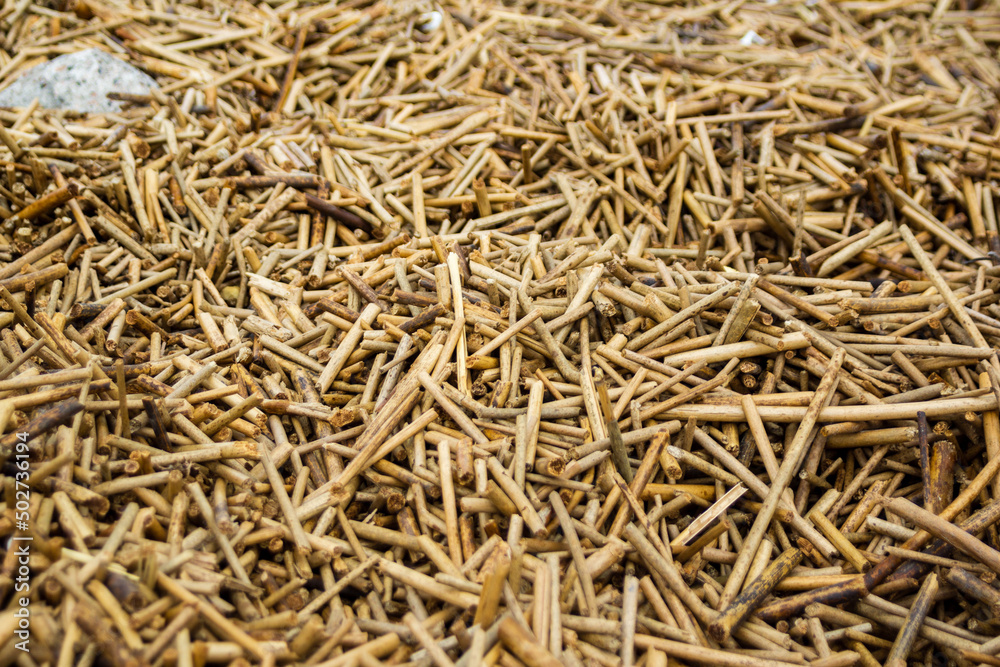 Lots of dry twigs of yellow grass Lots of dry twigs of yellow grass