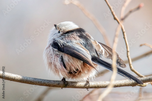 Aufgeplusterte Schwanzmeise im Baum photo