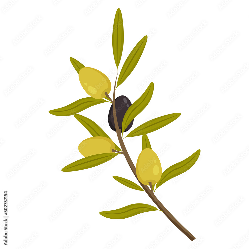 Vector olive branch with leaves, green and black fruits isolated on a white background. Botanical illustration for label cosmetics, kitchen and medical production. Vector olive branch with leaves, green and black fruits isolated on a white background. Botanical illustration for label cosmetics, kitchen and medical production.