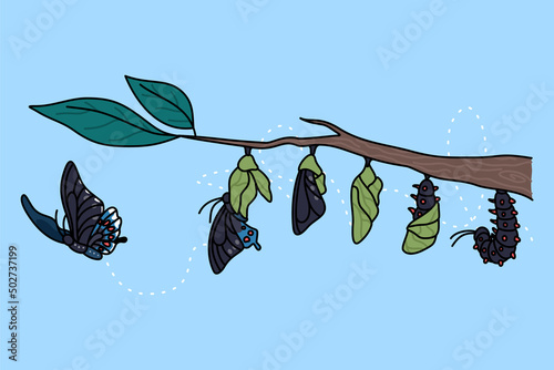 Stages of growth and transformation of butterfly on tree branch. Life cycle and metamorphosis of insect. Caterpillar, larva, pupa, imago eclosion. Nature and fauna. Vector illustration. 