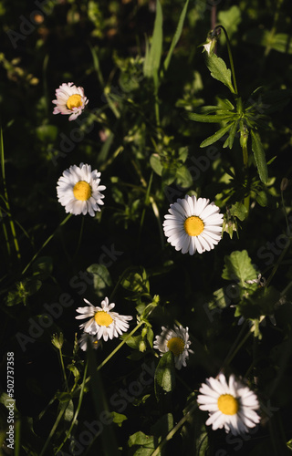 Field of wild daisies at sunset © SylviePM