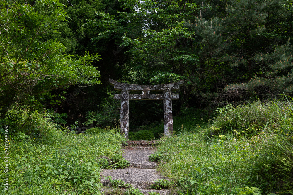 森の中の鳥居|torii gate 森の中の鳥居|torii gate
