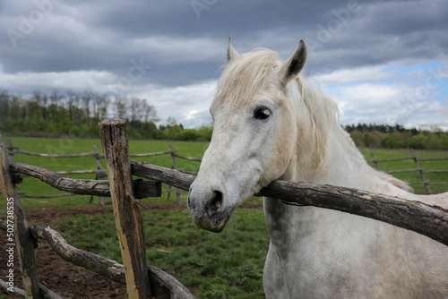 White Horse Behind The Wooden Fence On The Farm