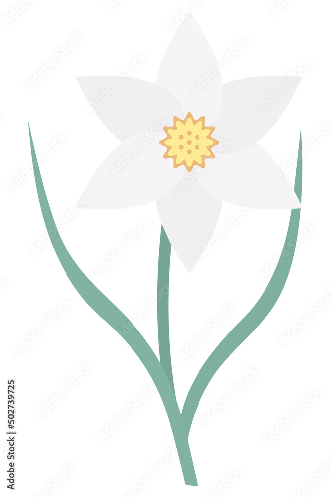 Narcissus. Delicate white flower with figured yellow core. Color vector illustration. Nice plant. Flat style. Isolated background. Happy Easter. Idea for web design, invitations, postcards.