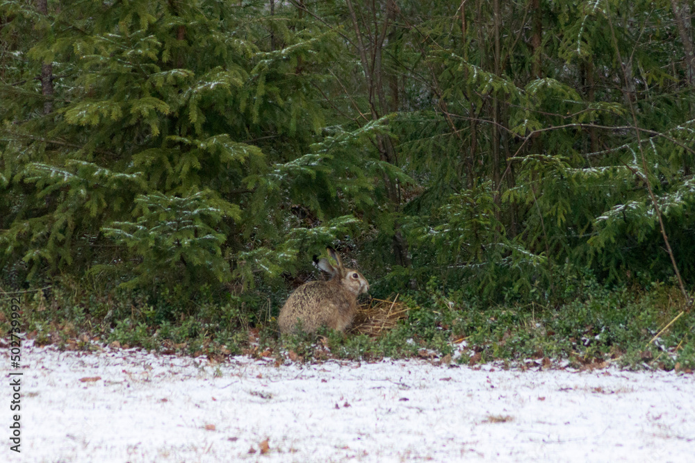 Nature, Forest, Hare, Rabbit, Rusak, Spring, Finland, North Karelia, North, Winter, Animals, Fluffy friend Nature, Forest, Hare, Rabbit, Rusak, Spring, Finland, North Karelia, North, Winter, Animals, Fluffy friend