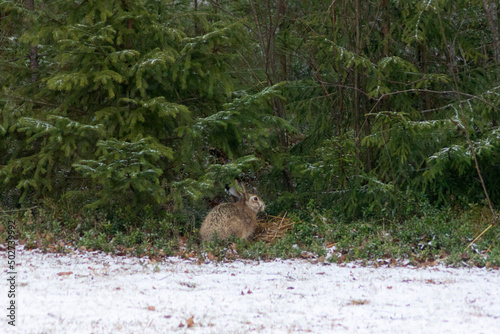 Nature, Forest, Hare, Rabbit, Rusak, Spring, Finland, North Karelia, North, Winter, Animals, Fluffy friend