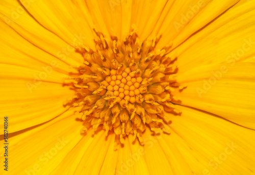 close up of yellow flower, abstract texture background