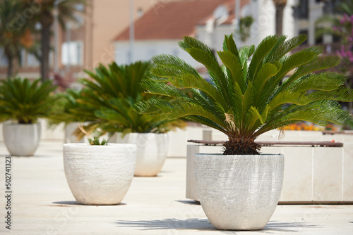 Cycas palm tree in large pots outside