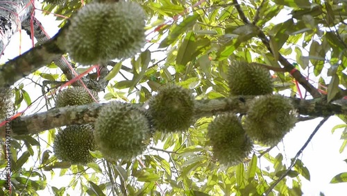 Durian tree in the garden