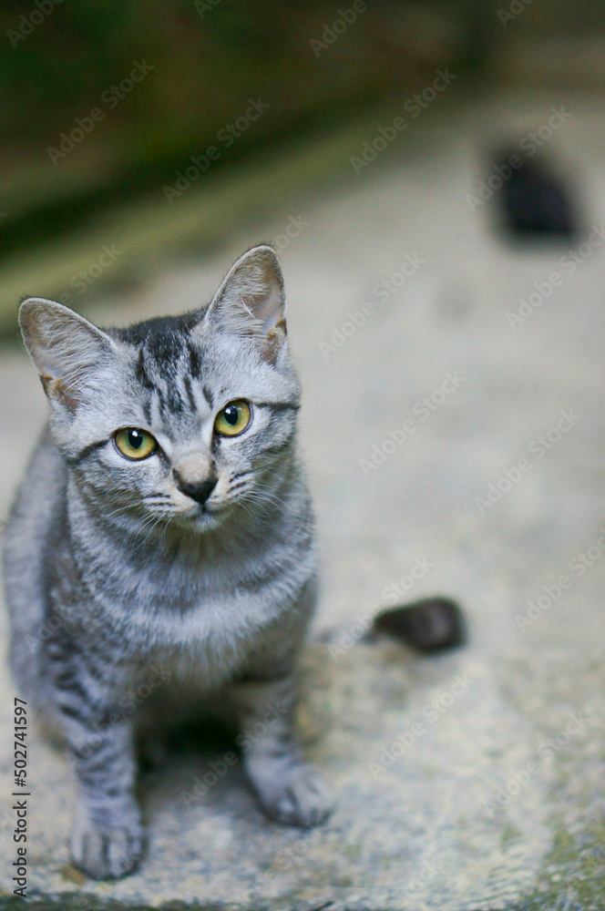 Fototapeta premium A wild cat staring straight at one point