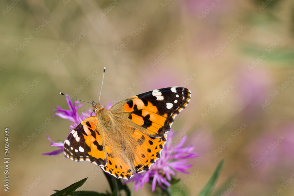 Motyl rusałka osetnik na łące Motyl rusałka osetnik na łące