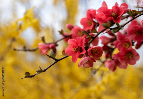 Pink quince flowers on a yellow background