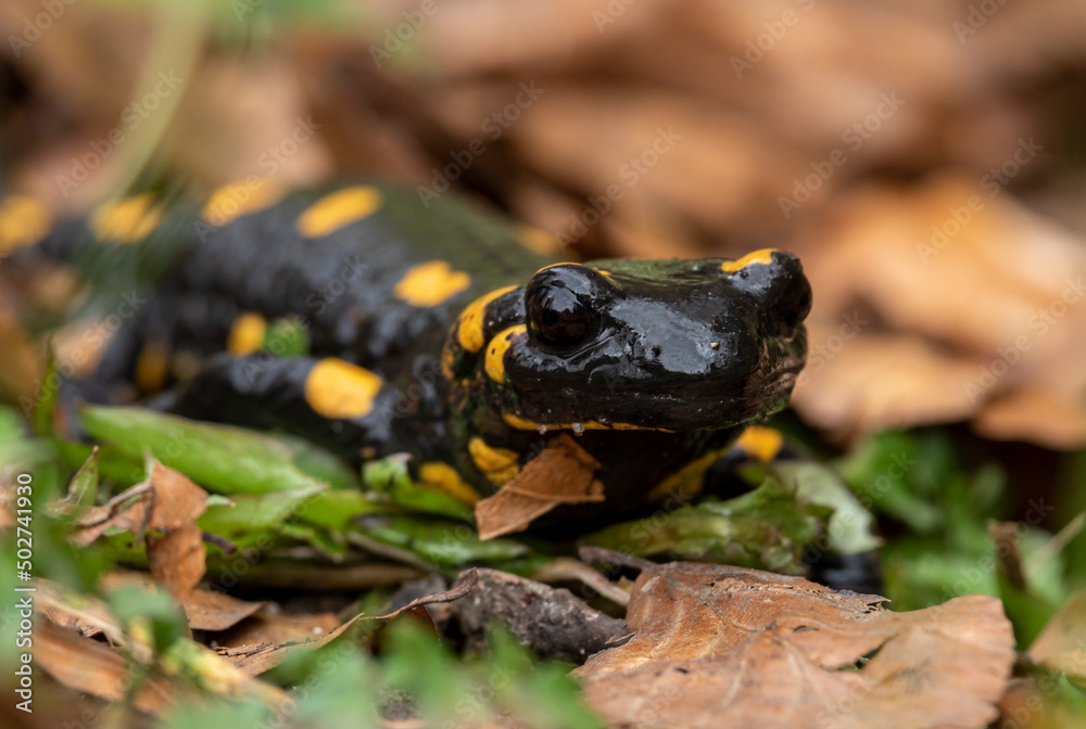 Close-up portrait of a spotted salamander among grasses Close-up portrait of a spotted salamander among grasses