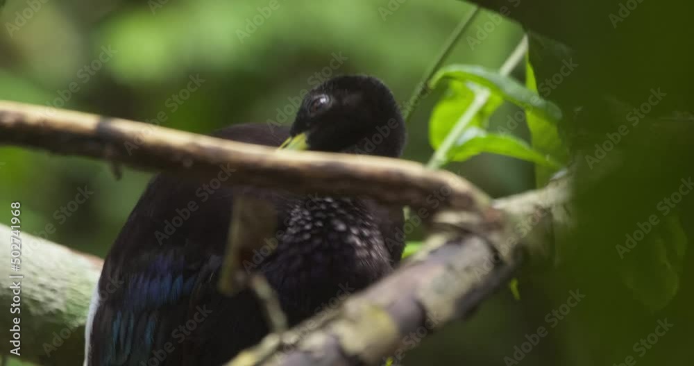 Ground-dwelling trumpeter is seen grooming itself next to another trumpeter, close up shot, panning down to another bird Ground-dwelling trumpeter is seen grooming itself next to another trumpeter, close up shot, panning down to another bird