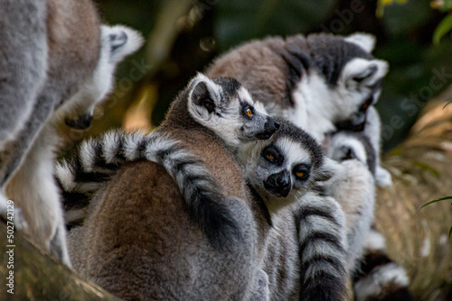 Lemurs hugging each other	
