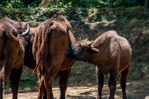 Buffalo cleaning up it s spouse body