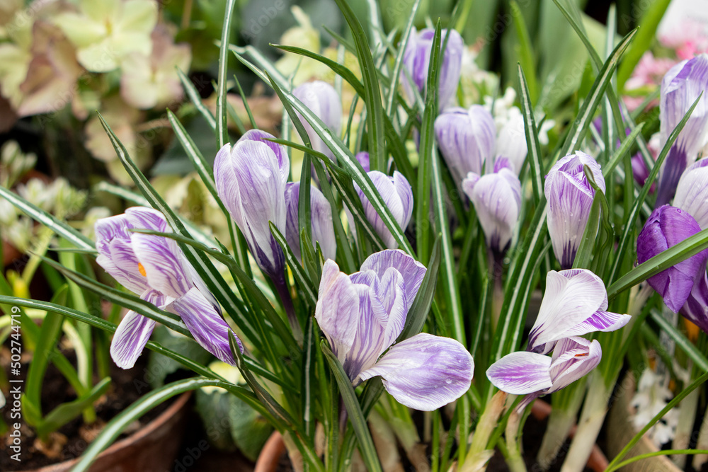 purple crocus flowers in the garden in spring purple crocus flowers in the garden in spring