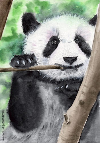 Watercolor illustration of a fluffy cute white and black panda gnawing on a bamboo branch on a green background