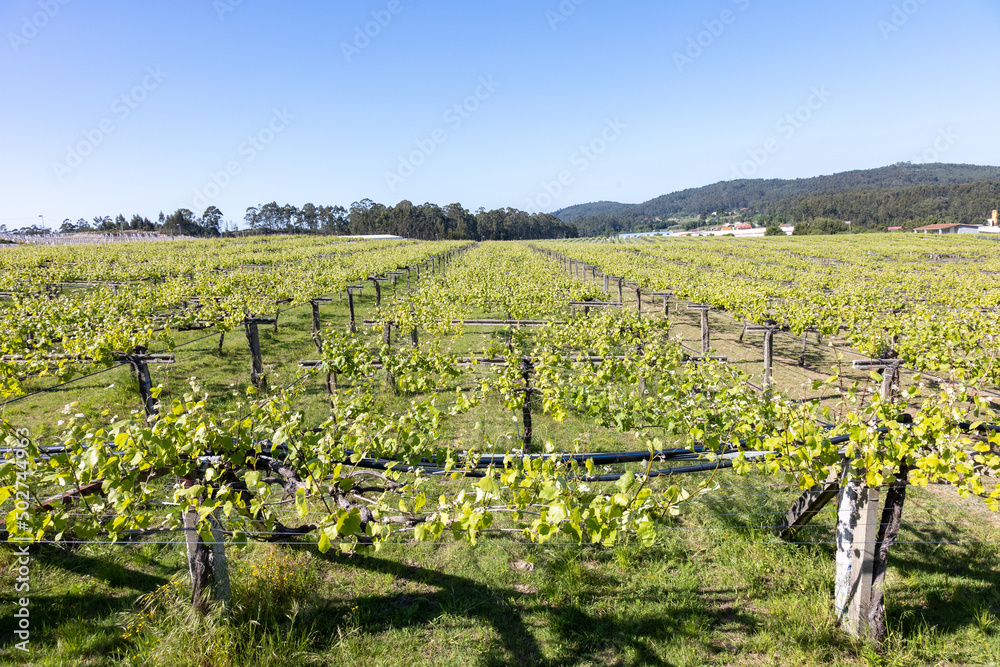 Albariño vineyard plantation in the Rias Baixas