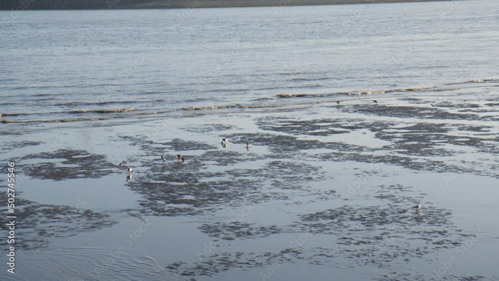 Ducks and Seagulls looking for food during low tide in the River Elbe in the Port of Hamburg Ducks and Seagulls looking for food during low tide in the River Elbe in the Port of Hamburg