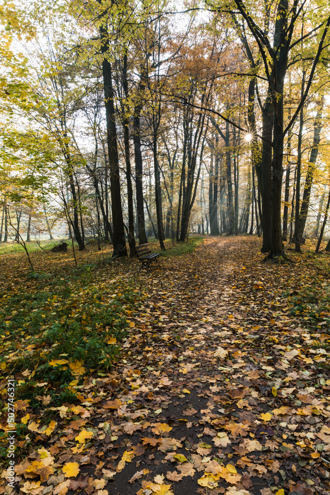 In the middle of the park, in the autumn season, yellow leaves, glimpses of the sun, a lonely bench. A good place to walk.