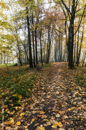 In the middle of the park, in the autumn season, yellow leaves, glimpses of the sun, a lonely bench. A good place to walk.