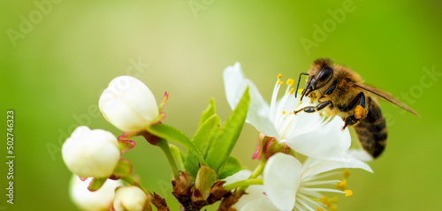 Fotografie A honey bee takes nectar from a spring white cherry flower