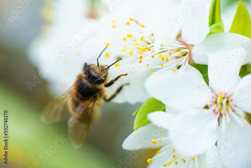 Close-up of a honey bee on a spring white cherry blossom © Yarkovoy