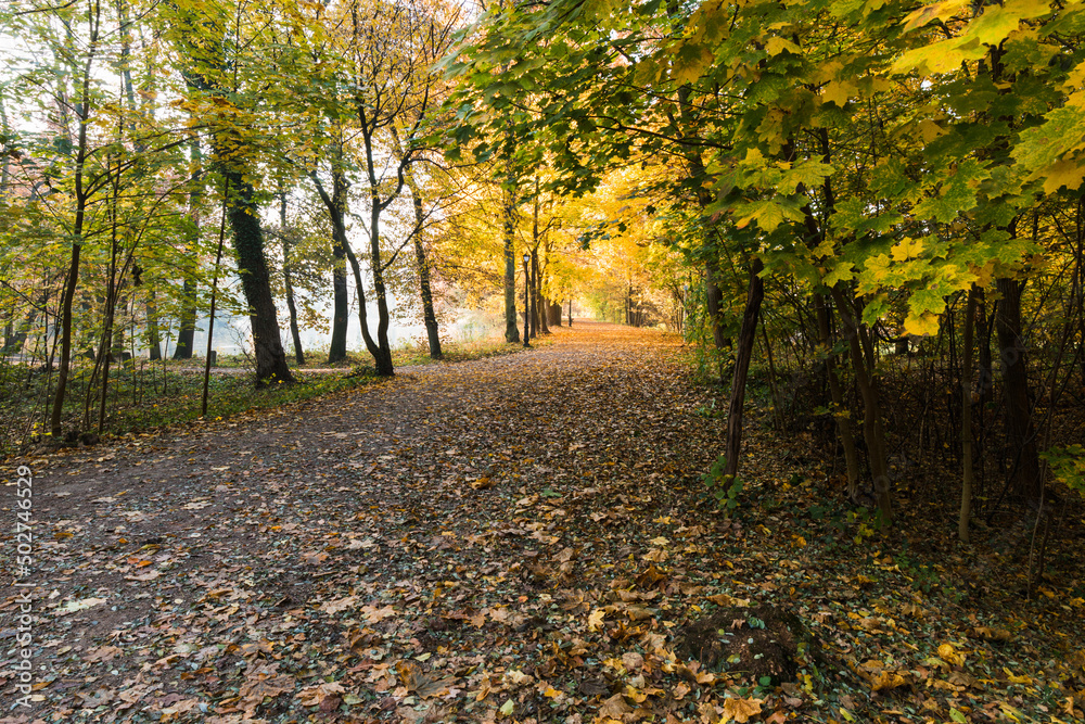 In the middle of the park in the fall season, yellow leaves. A good place to walk.