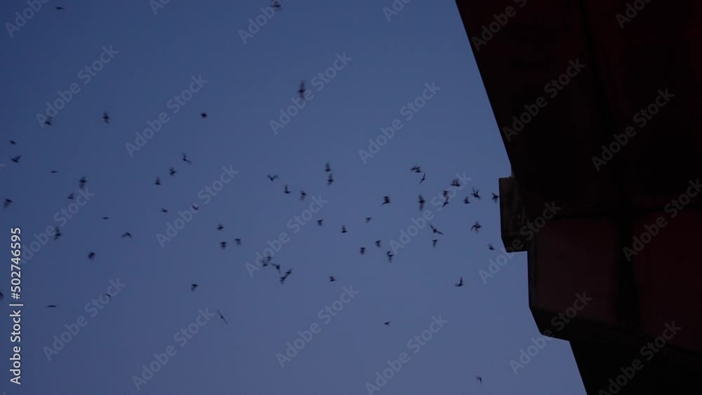 Video „Bats flying through the night sky from under the South Congress