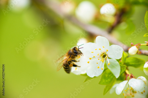 A honey bee takes nectar from a spring white cherry flower. Close-up of an insect on a background of blossom and greenery  © Yarkovoy