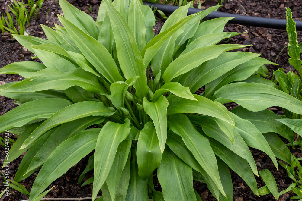 Obraz premium Green stems of Allium ursinum in the spring. Bear garlic. Medicinal plants in the garden