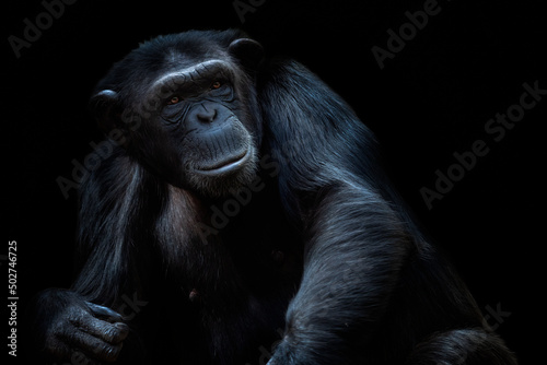 Portrait of the chimpanzee (Pan Troglodytes) on black background