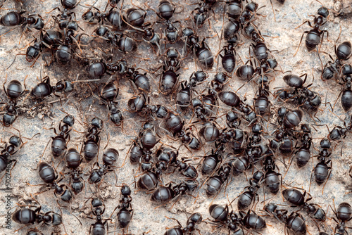 Close-up view of ants in an anthill © Lubos Chlubny