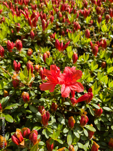 Red rhododendron or red azalea flowers blooming in spring.