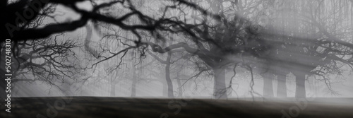 Dunkler Wald als gruseliger Horror Hintergrund photo