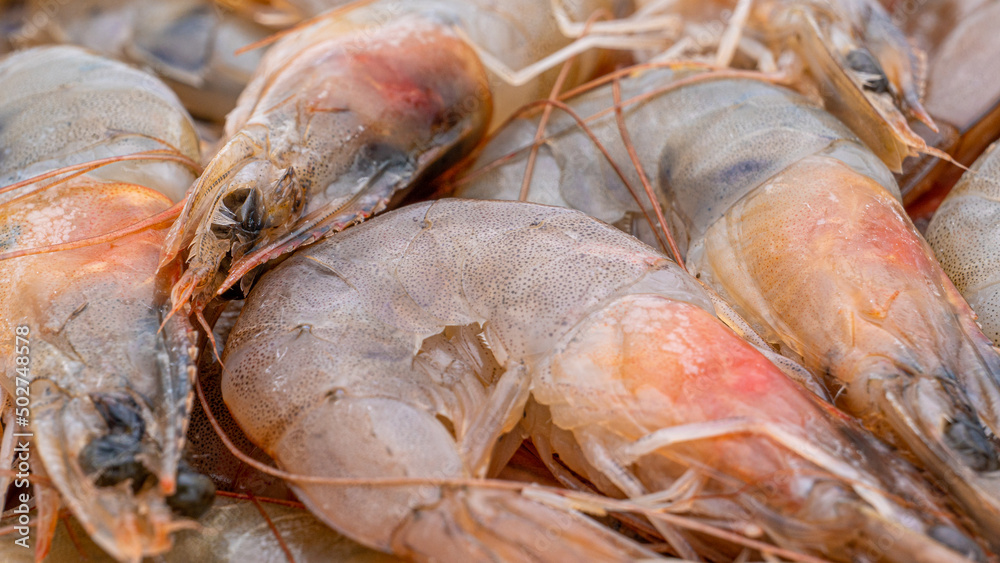 Raw Shrimp prawns closeup on white background. Selective focus Raw Shrimp prawns closeup on white background. Selective focus